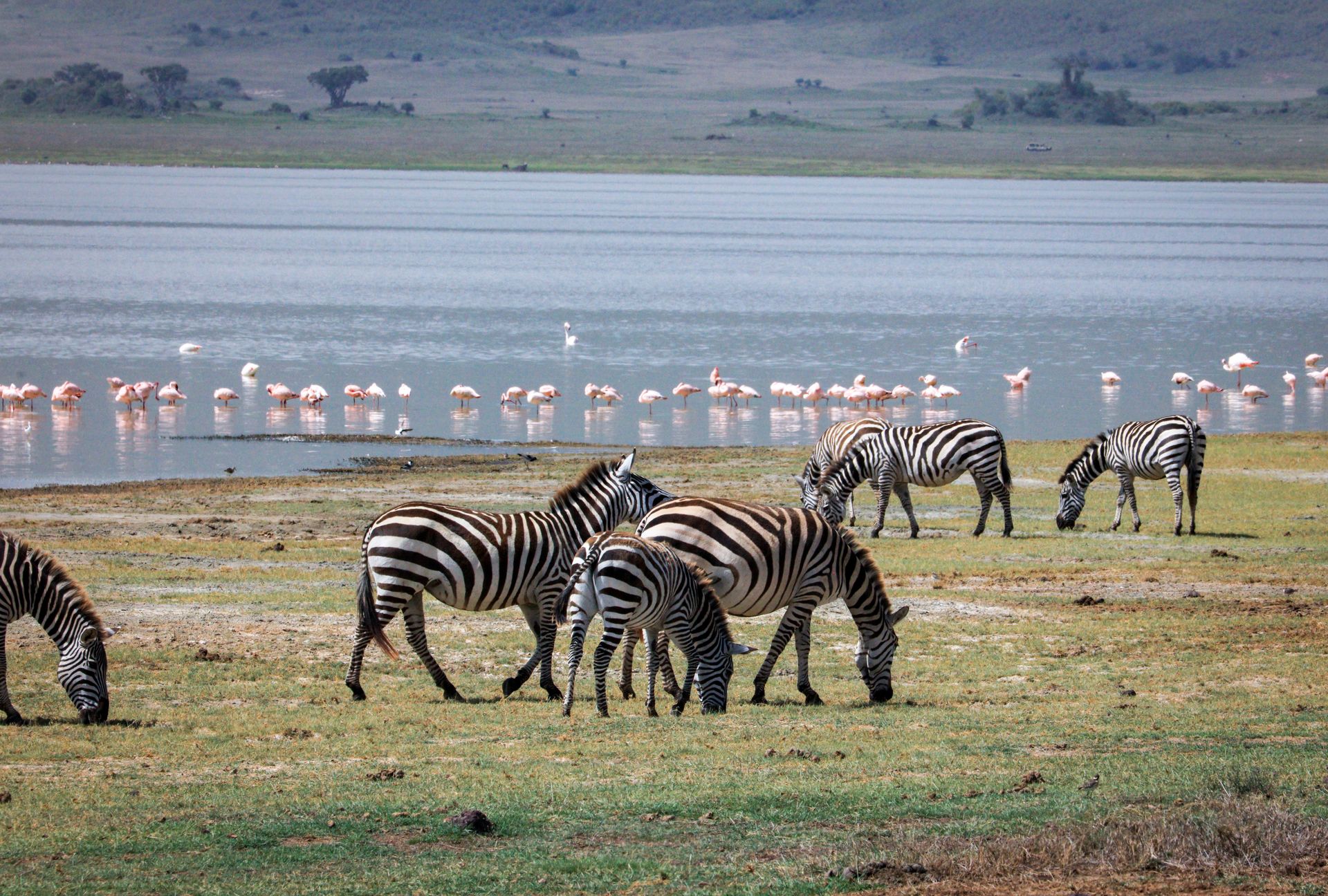 Lake Manyara Safari