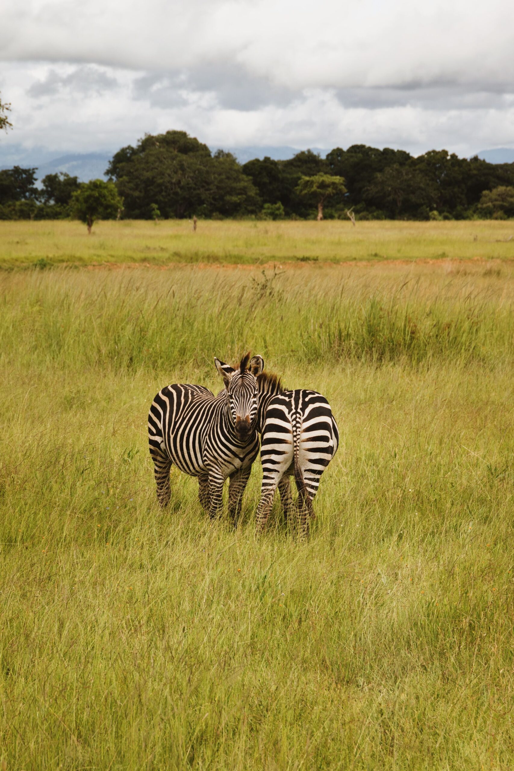 Mikumi National Park Safari