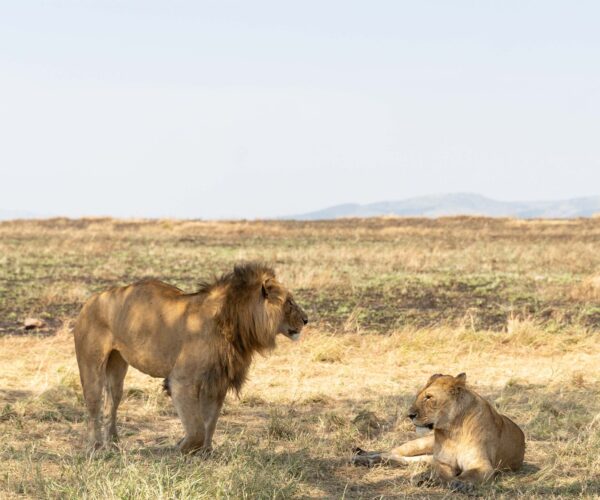 Serengeti National.