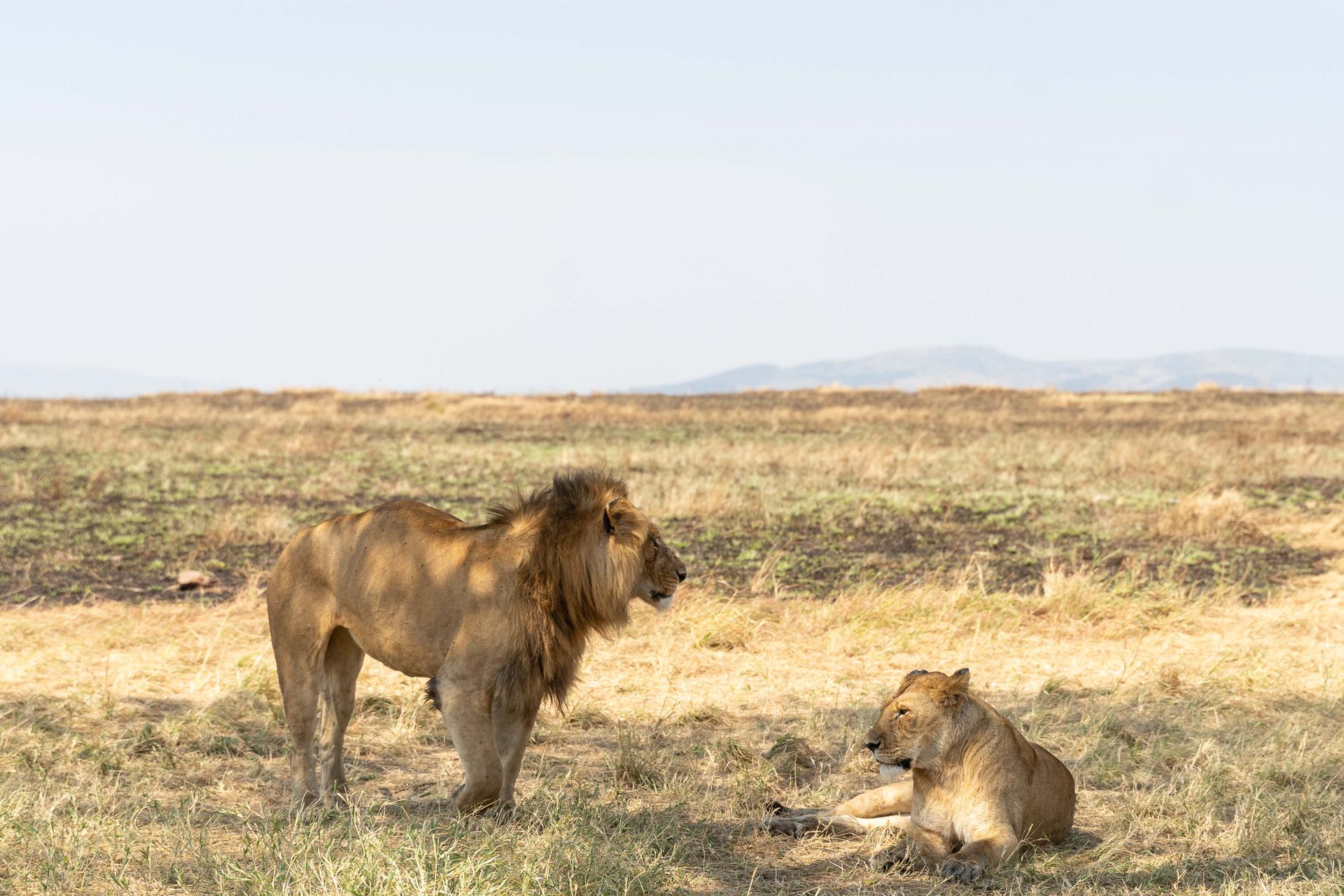 Serengeti National Park Safari