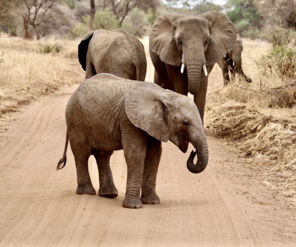 Tarangire National.