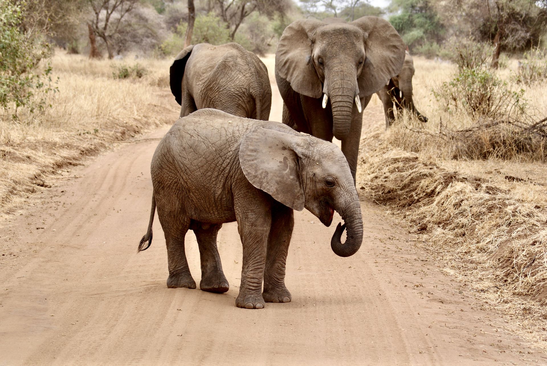Tarangire National Park Safari